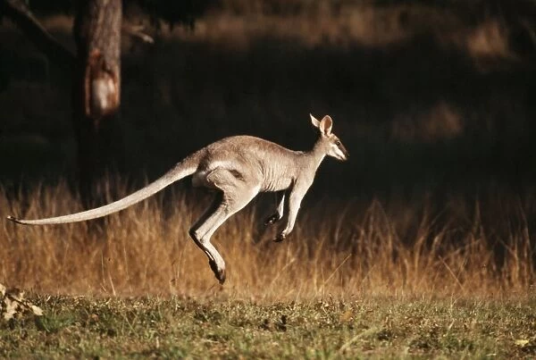 Whip-tail Wallaby Leaping. Kinchant Dam, Queensland, Australia
