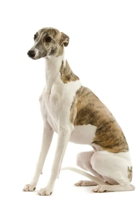 Framed Print : Whippet. LA-3552. Dog - Whippet. Jean Michel Labat
