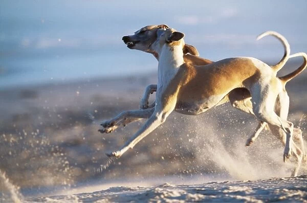 Whippet Dogs CRH 712 Whippets fighting in mid-air leap © Chris Harvey  /  ARDEA LONDON