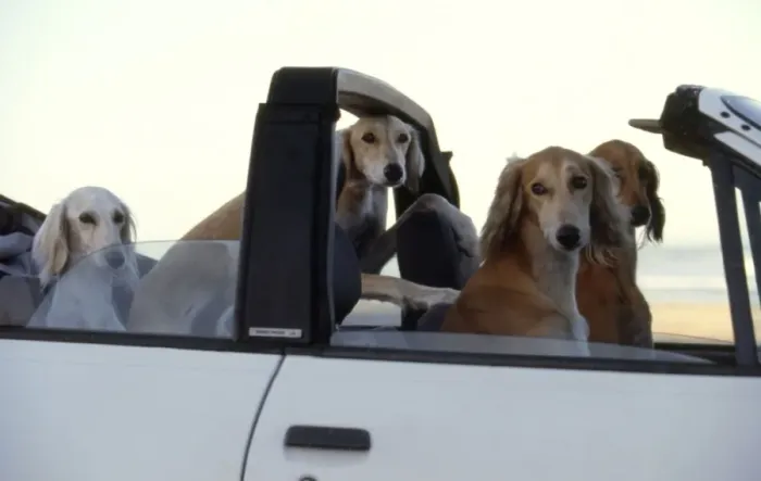 Framed Print : Whippets in Car CRH 945 Disciplined whippets await the return of their owner Cape Town, South Africa © Chris Harvey / ardea. com Framed Print : Whippets in Car CRH 945 Disciplined whippets await the return of their owner Cape Town, South Africa © Chris Harvey / ardea. com