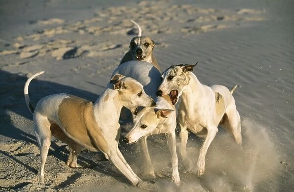 Whippets CRH 718 Dogs biting subordinate © Chris Harvey  /  ARDEA LONDON