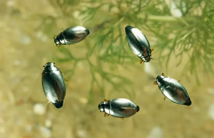 Framed Print : Whirligig Beetles Framed Print : Whirligig Beetles