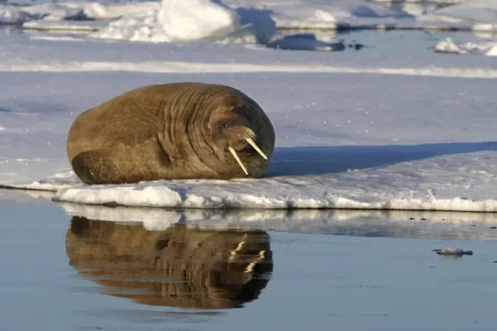 Framed Print : Whiskered / Atlantic Walrus Framed Print : Whiskered / Atlantic Walrus