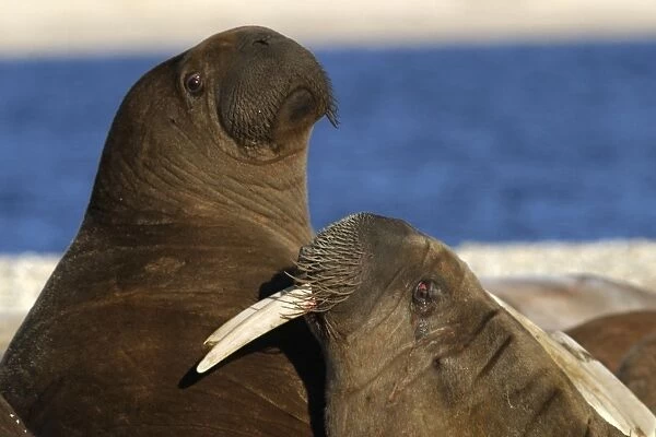 Whiskered  /  Atlantic Walrus - two