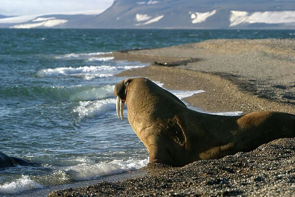 Whiskered  /  Atlantic Walrus - on beach