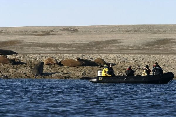 Whiskered  /  Atlantic Walrus - on beach, with people in boat