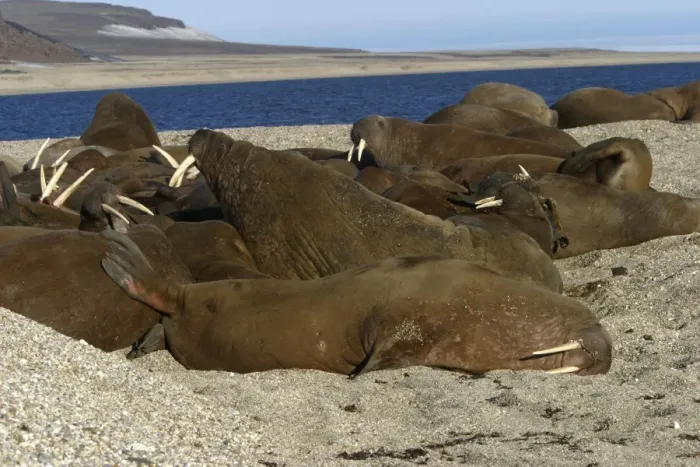 Framed Print : Whiskered / Atlantic Walrus - group sleeping Framed Print : Whiskered / Atlantic Walrus - group sleeping