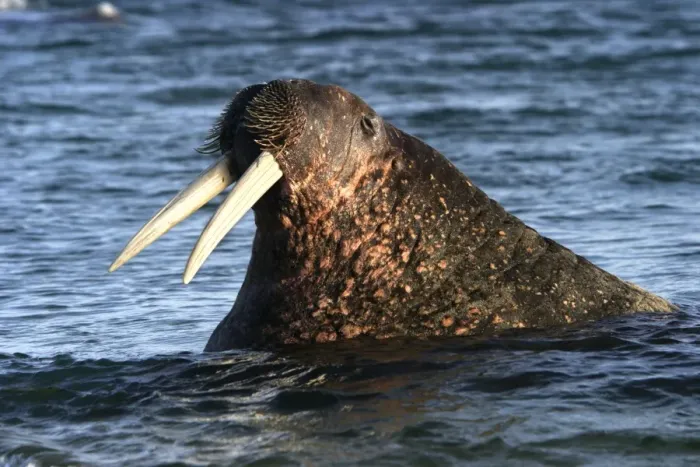 Framed Print : Whiskered  /  Atlantic Walrus - head out of water