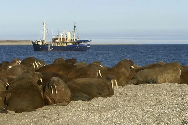 Whiskered  /  Atlantic Walrus. North Spitzberg - Svalbard