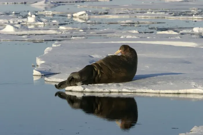 Framed Print : Whiskered / Atlantic Walrus - resting on ice Framed Print : Whiskered / Atlantic Walrus - resting on ice