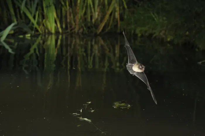 Framed Print : Whiskered Bat - in flight above a forest pond - Jura Mountain - Switzerland(impossible to know which whiskered bat it is without a hand determination) Framed Print : Whiskered Bat - in flight above a forest pond - Jura Mountain - Switzerland(impossible to know which whiskered bat it is without a hand determination)