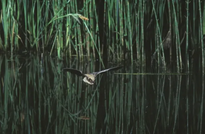 Framed Print : Whiskered Bat (Most likely Sensus Stricto due to colouration and location - impossible to know which whiskered bat it is without a hand determination') - In flight above a pond with vegetation Jura Mountain Framed Print : Whiskered Bat (Most likely Sensus Stricto due to colouration and location - impossible to know which whiskered bat it is without a hand determination') - In flight above a pond with vegetation Jura Mountain