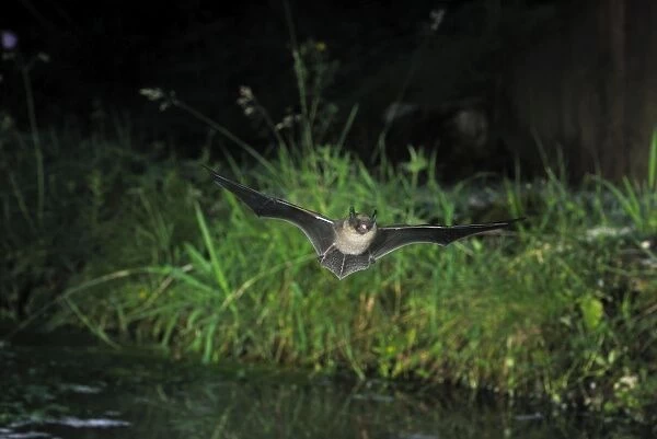 Whiskered Bat (sensu lato - impossible to know exact identity without a 'hand determination') - in flight above a pool - Jura Mountain - Switzerland