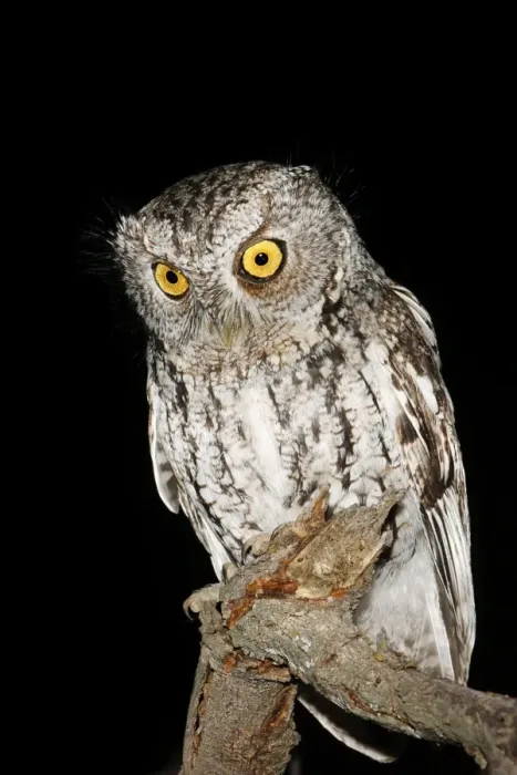 Framed Print : Whiskered Screech Owl Framed Print : Whiskered Screech Owl