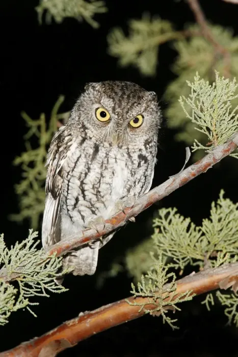 Framed Print : Whiskered Screech Owl Framed Print : Whiskered Screech Owl