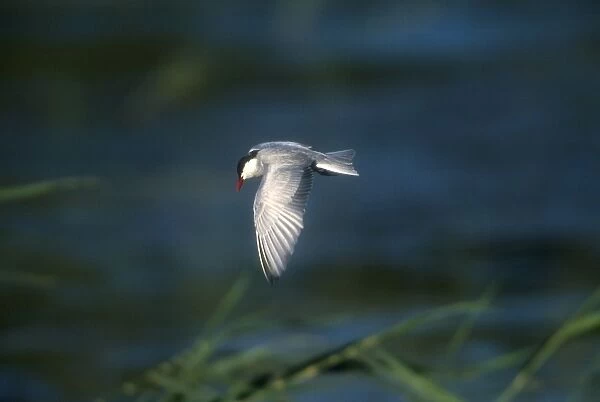 Whiskered Tern - Adult, summer plumaged Turkey, May