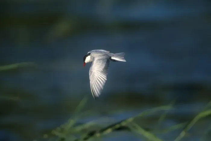Framed Print : Whiskered Tern - Adult, summer plumaged Turkey, May Framed Print : Whiskered Tern - Adult, summer plumaged Turkey, May