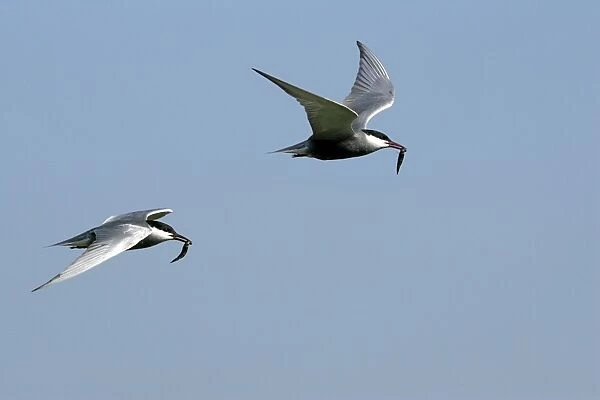 Whiskered Tern - in flight. Bulgaria