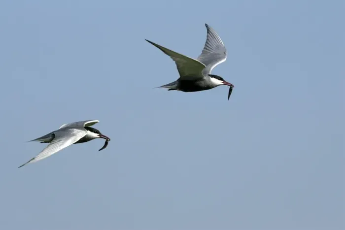 Framed Print : Whiskered Tern - in flight. Bulgaria