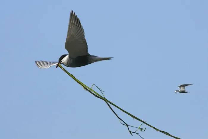 Framed Print : Whiskered Tern - in flight carrying nesting material. Bulgaria