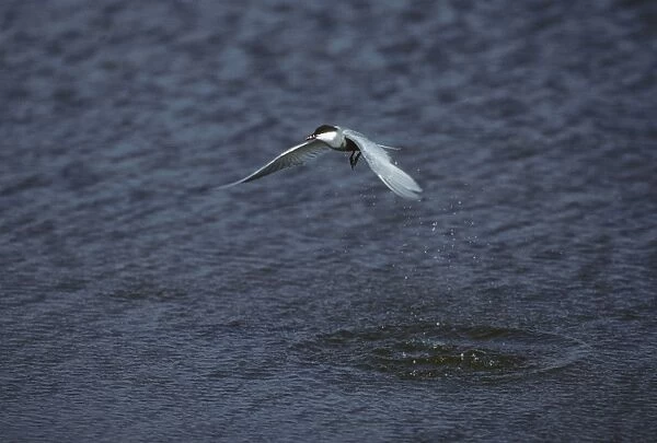 Whiskered Tern - Hunting for Fish Lesbos, Greece BI006911