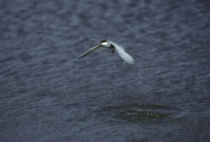 Framed Print : Whiskered Tern - Hunting for Fish Lesbos, Greece BI006911 Framed Print : Whiskered Tern - Hunting for Fish Lesbos, Greece BI006911