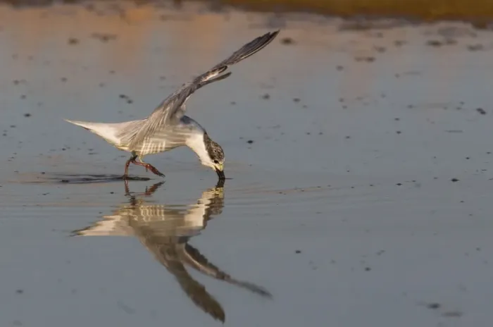 Framed Print : Whiskered Tern At Mt Barnett sewage pond, Gibb River Road, Kimberley, Western Australia