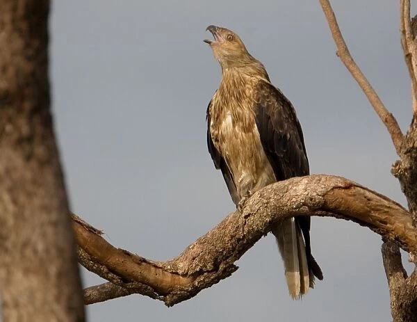 Whistling Kite calling Found throughout most of Australia more commonly in the north. At Mt Barnett, Gibb River Road, Western Australia
