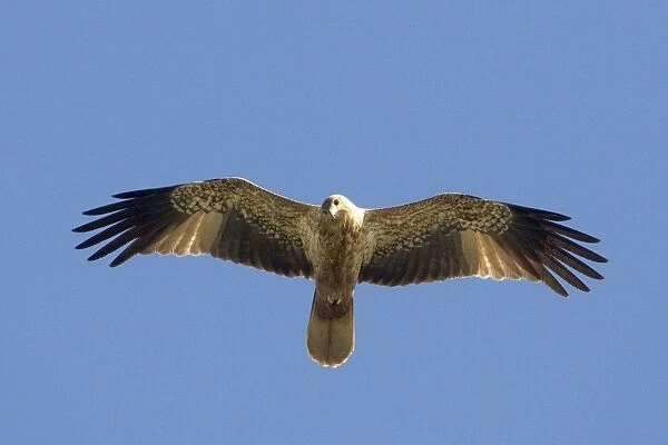 Whistling Kite - In flight above mangroves at Broome, Western Australia