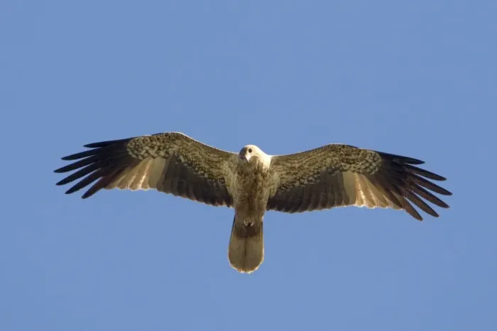 Framed Print : Whistling Kite - In flight above mangroves at Broome, Western Australia Framed Print : Whistling Kite - In flight above mangroves at Broome, Western Australia