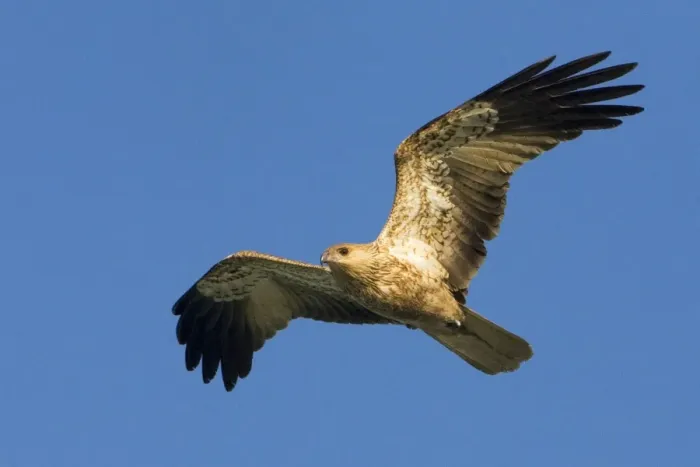 Framed Print : Whistling Kite - In flight - Near Broome, Kimberley, Western Australia Framed Print : Whistling Kite - In flight - Near Broome, Kimberley, Western Australia