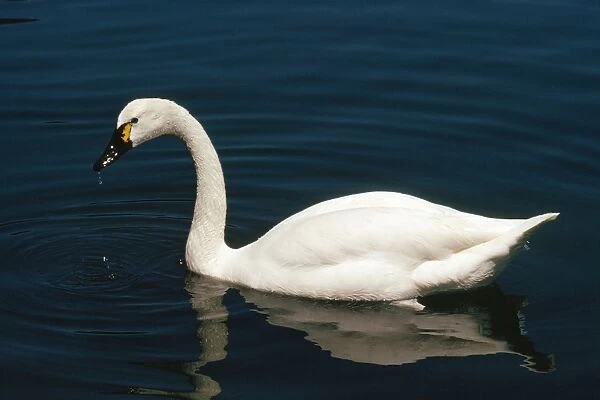 Whistling Swan - male