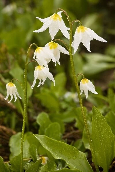 White Avalanche Lily (Erythronium montanum), on Mount Rainier, Cascade Mountains, Washington