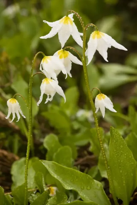 Framed Print : White Avalanche Lily (Erythronium montanum), on Mount Rainier, Cascade Mountains, Washington Framed Print : White Avalanche Lily (Erythronium montanum), on Mount Rainier, Cascade Mountains, Washington