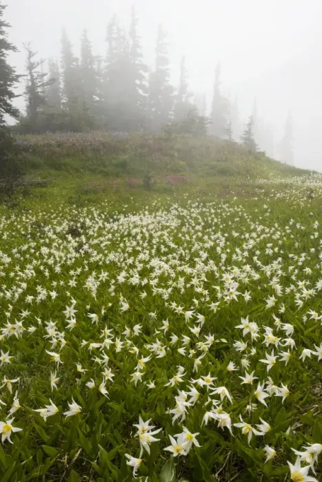 Framed Print : White Avalanche Lily (Erythronium montanum), en masse on Hurricane Ridge, Olympic National Park, Washington Framed Print : White Avalanche Lily (Erythronium montanum), en masse on Hurricane Ridge, Olympic National Park, Washington