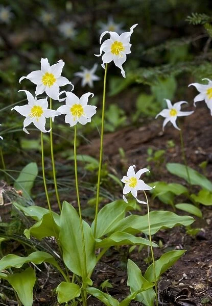 White Avalanche Lily (Erythronium montanum), Cascade Mountains, Oregon