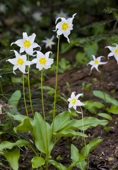 Framed Print : White Avalanche Lily (Erythronium montanum), Cascade Mountains, Oregon Framed Print : White Avalanche Lily (Erythronium montanum), Cascade Mountains, Oregon