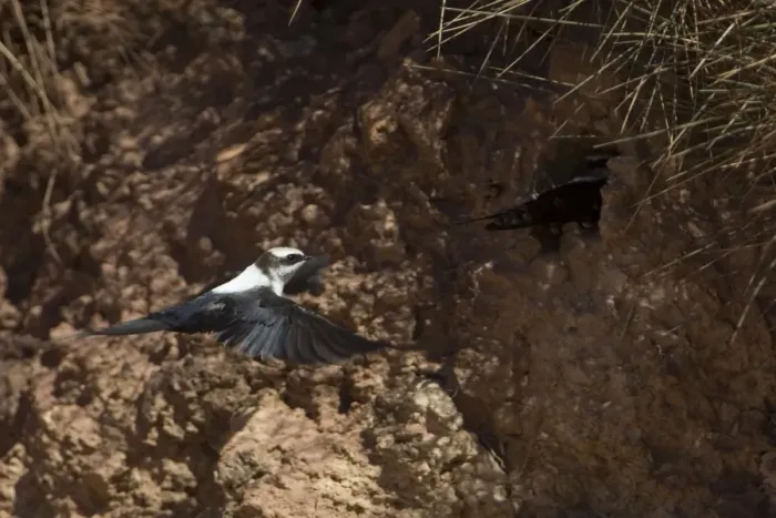 Framed Print : White-backed Swallow - nesting in sand bank - Alice Springs - Northern Territory - Australia