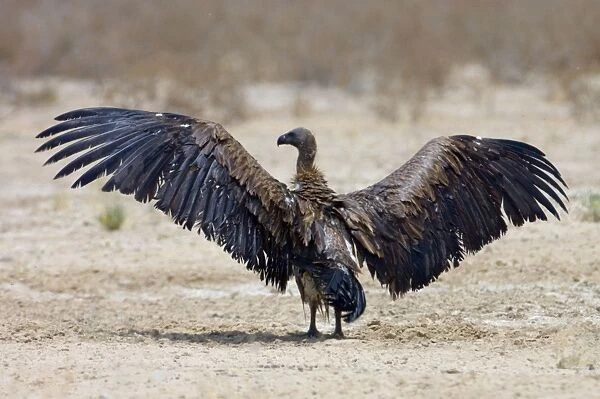 White-Backed Vulture - drying wings after bathing. Kgalagadi Transfrontier Park - Northern Cape - South Africa