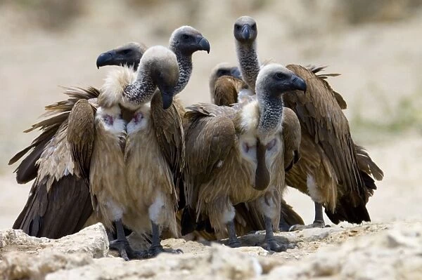 White-Backed Vulture - group congregating at waterhole. Kgalagadi Transfrontier Park - Northern Cape - South Africa