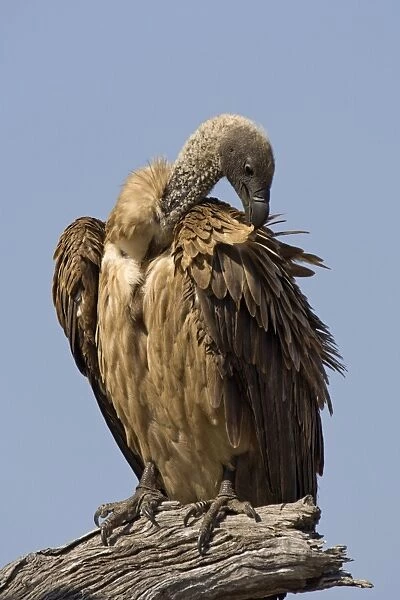 White-backed Vulture - preening - Mala Mala Reserve, South Africa