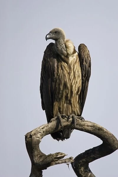 White-backed Vulture. Serengeti National Park, Tanzania