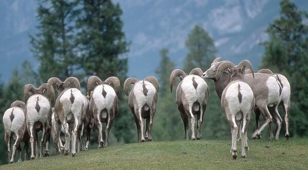 White backsides of flock of American bighorn sheep - Radium Hot Springs, Canada