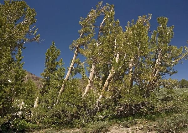 White-bark Pine - Group at about 10, 000 feet, above Sonora Pass