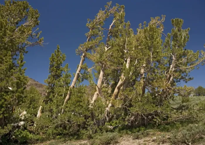 Framed Print : White-bark Pine - Group at about 10, 000 feet, above Sonora Pass Framed Print : White-bark Pine - Group at about 10, 000 feet, above Sonora Pass