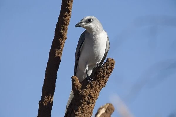 White-bellied Cuckoo-shrike Found in woodland across the top end of Australia and down the east coast. At Manning Gorge, Kimberley, Western Australia