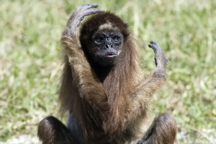 Framed Print : White-bellied / Long-Haired / White-fronted Spider Monkey. Venezuela Framed Print : White-bellied / Long-Haired / White-fronted Spider Monkey. Venezuela