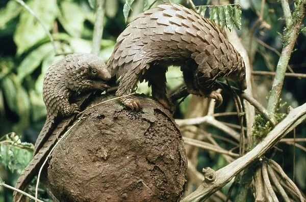 White-bellied Pangolin - with baby on ants nest in rainforest. Sierra Leone Africa