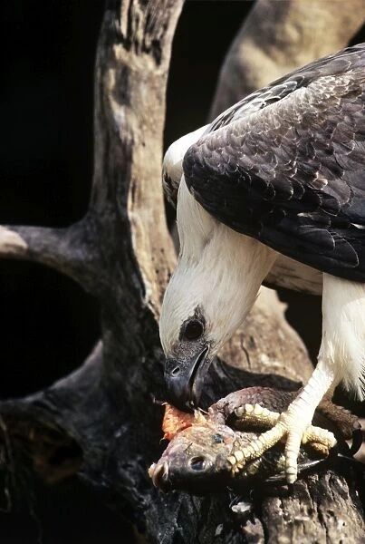 White-bellied Sea-eagle - feeding on fish