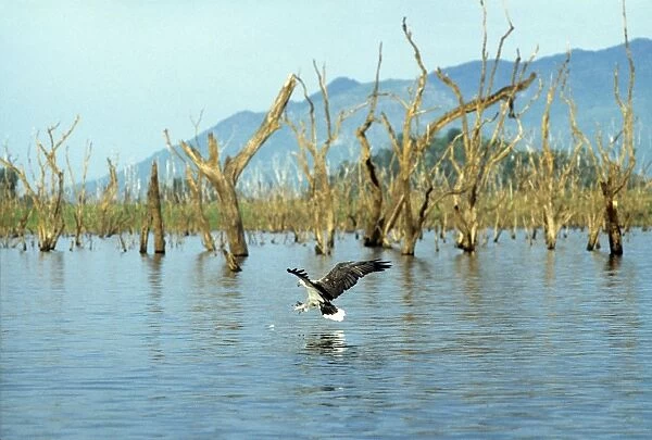 White-bellied Sea-eagle - fishing - Galoya National Park - Sri Lanka